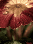 pic for Raindrop Flower